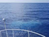 Great day of scuba diving in Key Largo with Rainbow Reef on uscgc duane tropical destiny 2018 07 01 r6376 1