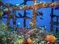 Great day of scuba diving in Key Largo with Rainbow Reef on uscgc duane tropical odyssey 2018 07 02 r7183 1