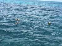 Great day of scuba diving in Key Largo with Rainbow Reef on christ statue tropical destiny 2018 06 22 r6283 1