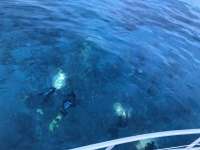 Great day of scuba diving in Key Largo with Rainbow Reef on eagle ray alley tropical odyssey 2018 06 30 r6374 2
