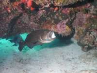 Great day of scuba diving in Key Largo with Rainbow Reef on molasses reef santana 2018 06 11 r7180 1