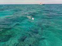 Great day of scuba diving in Key Largo with Rainbow Reef on molasses reef tropical voyager 2018 06 22 r6281 1