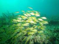 Great day of scuba diving in Key Largo with Rainbow Reef on north dry rocks tropical odyssey 2018 06 10 r7178 1