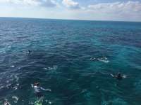 Great day of scuba diving in Key Largo with Rainbow Reef on minnow cave tropical adventure 2018 03 02 r5499 1