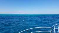Great day of scuba diving in Key Largo with Rainbow Reef on molasses reef tropical odyssey 2018 03 04 r5511 1