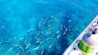 Great day of scuba diving in Key Largo with Rainbow Reef on fire coral cave tropical legend 2018 05 06 r5922 1