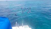 Great day of scuba diving in Key Largo with Rainbow Reef on hole in the wall tropical odyssey 2018 05 18 r5981 1