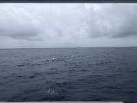 Great day of scuba diving in Key Largo with Rainbow Reef on spiegel grove tropical odyssey 2018 05 13 r5961 1