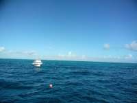 Great day of scuba diving in Key Largo with Rainbow Reef on permit ledges tropical serenity 2018 11 23 r7520 1
