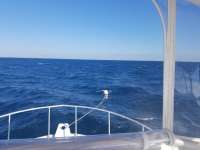 Great day of scuba diving in Key Largo with Rainbow Reef on spiegel grove tropical destiny 2018 10 29 r7377 1