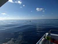 Great day of scuba diving in Key Largo with Rainbow Reef on spiegel grove tropical explorer 2018 10 20 r7314 1