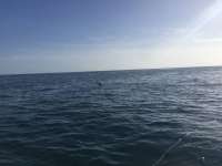 Great day of scuba diving in Key Largo with Rainbow Reef on drift french tropical explorer 2018 09 16 r7052 1
