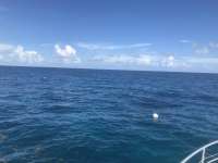 Great day of scuba diving in Key Largo with Rainbow Reef on french reef tropical odyssey 2018 09 22 r7096 1