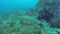 Great day of scuba diving in Key Largo with Rainbow Reef on north dry rocks tropical destiny 2019 04 21 r8156 1