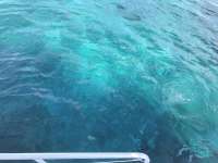 Great day of scuba diving in Key Largo with Rainbow Reef on eagle ray alley tropical legend 2019 08 12 r8680 1