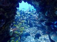 Great day of scuba diving in Key Largo with Rainbow Reef on pts ledge santana 2019 08 08 r8664 1