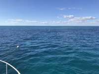 Great day of scuba diving in Key Largo with Rainbow Reef on christ statue tropical destiny 2019 12 04 r8983 1