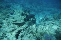 Great day of scuba diving in Key Largo with Rainbow Reef on christmastree cave tropical odyssey 2019 12 28 r9081 2