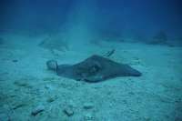 Great day of scuba diving in Key Largo with Rainbow Reef on christmastree cave tropical odyssey 2019 12 28 r9081 3