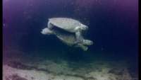 Great day of scuba diving in Key Largo with Rainbow Reef on eagle ray alley tropical destiny 2019 12 28 r9080 1