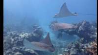 Great day of scuba diving in Key Largo with Rainbow Reef on eagle ray alley tropical destiny 2019 12 30 r9093 1