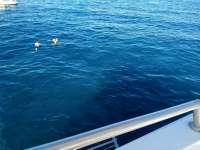 Great day of scuba diving in Key Largo with Rainbow Reef on eagle ray alley tropical legend 2019 12 07 r8995 1
