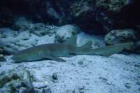 Great day of scuba diving in Key Largo with Rainbow Reef on fire coral cave tropical serenity 2019 12 27 r9073 1