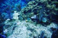 Great day of scuba diving in Key Largo with Rainbow Reef on fire coral cave tropical serenity 2019 12 27 r9073 2