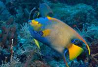 Great day of scuba diving in Key Largo with Rainbow Reef on molasses reef tropical serenity 2019 12 29 r9083 1