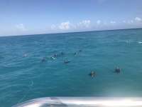Great day of scuba diving in Key Largo with Rainbow Reef on sand island tropical destiny 2019 12 10 r9006 1
