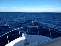 Great day of scuba diving in Key Largo with Rainbow Reef on uscgc duane tropical destiny 2019 12 05 r8984 1