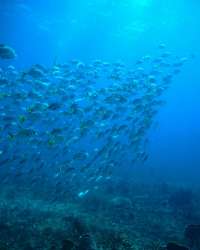 Great day of scuba diving in Key Largo with Rainbow Reef on christmastree cave tropical odyssey 2019 02 23 r7869 1