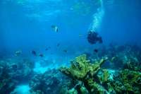 Great day of scuba diving in Key Largo with Rainbow Reef on eagle ray alley tropical adventure 2019 02 27 r7880 1