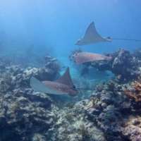 Great day of scuba diving in Key Largo with Rainbow Reef on permit ledges tropical serenity 2019 02 08 r7823 1