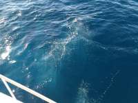 Great day of scuba diving in Key Largo with Rainbow Reef on spiegel grove tropical destiny 2019 02 08 r7819 1