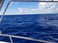Great day of scuba diving in Key Largo with Rainbow Reef on spiegel grove tropical odyssey 2019 02 09 r7827 1