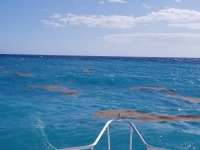 Great day of scuba diving in Key Largo with Rainbow Reef on christmastree cave tropical serenity 2019 01 04 r7694 1