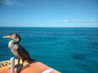 Great day of scuba diving in Key Largo with Rainbow Reef on drift molasses tropical explorer 2019 01 09 r7723 1