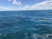 Great day of scuba diving in Key Largo with Rainbow Reef on french reef tropical odyssey 2019 07 15 r8562 1