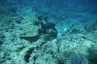 Great day of scuba diving in Key Largo with Rainbow Reef on north star santana 2019 07 10 r8546 2