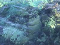 Great day of scuba diving in Key Largo with Rainbow Reef on banana patch santana 2019 06 13 r8421 2