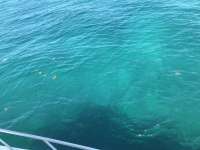 Great day of scuba diving in Key Largo with Rainbow Reef on benwood wreck tropical destiny 2019 06 24 r8464 1
