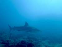 Great day of scuba diving in Key Largo with Rainbow Reef on fire coral cave tropical serenity 2019 06 10 r8403 3