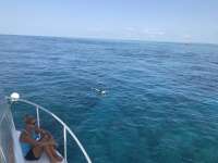 Great day of scuba diving in Key Largo with Rainbow Reef on north star tropical serenity 2019 06 26 r8476 1
