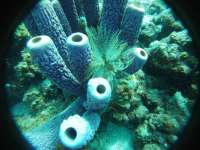 Great day of scuba diving in Key Largo with Rainbow Reef on snapper ledge tropical legend 2019 06 23 r8460 1