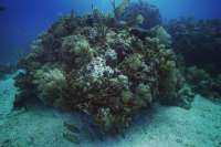 Great day of scuba diving in Key Largo with Rainbow Reef on snapper ledge tropical serenity 2019 06 25 r8471 3