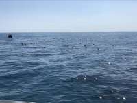 Great day of scuba diving in Key Largo with Rainbow Reef on christ statue tropical destiny 2019 03 16 r7977 1