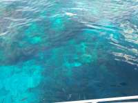 Great day of scuba diving in Key Largo with Rainbow Reef on eagle ray alley tropical serenity 2019 03 17 r7981 2