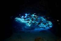 Great day of scuba diving in Key Largo with Rainbow Reef on fire coral cave tropical adventure 2019 03 23 r8009 1