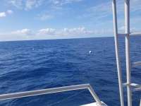 Great day of scuba diving in Key Largo with Rainbow Reef on spiegel grove tropical odyssey 2019 03 30 r8041 1